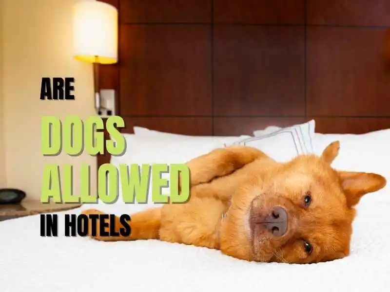 dog resting on a hotel bed
