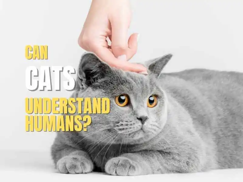 Can Cats Understand Humans? Here is the Answer - Petyfied