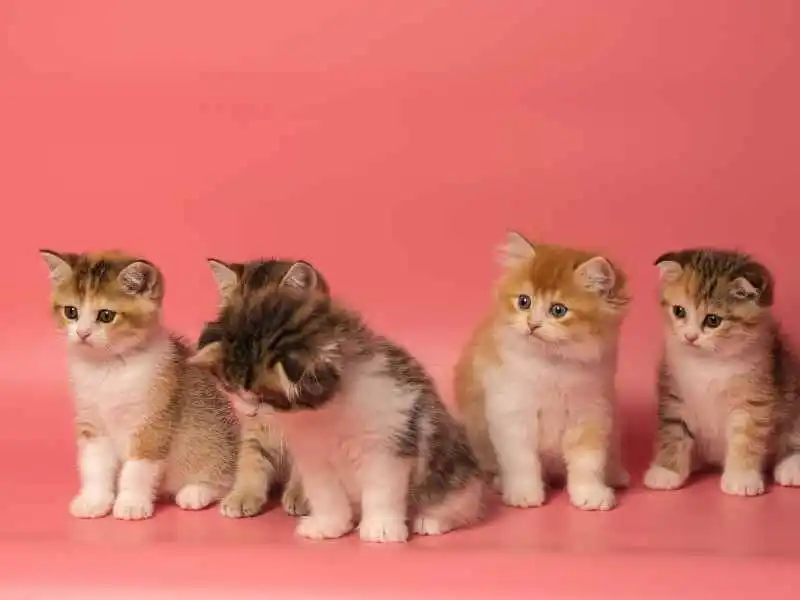 adorable little kittens