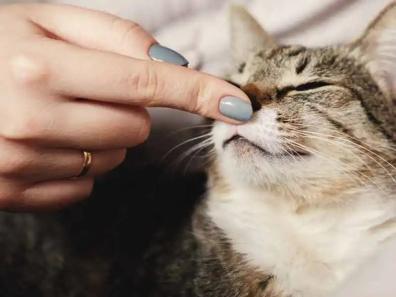 a female hand putting finger on cat's nose