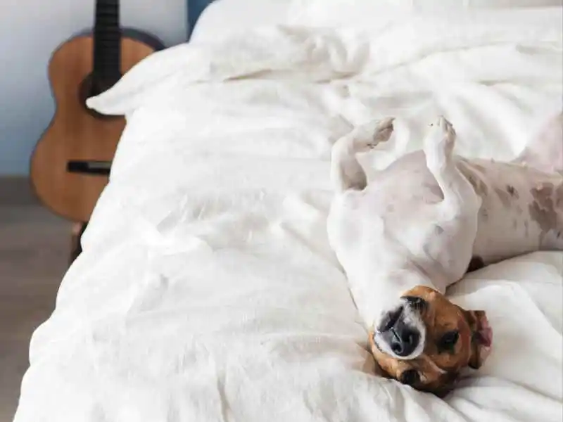 dog lying on a hotel bed