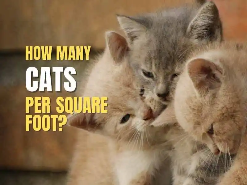 how many cats per square foot