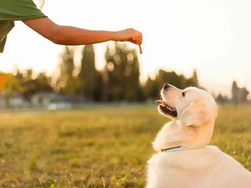 trainer training a white dog
