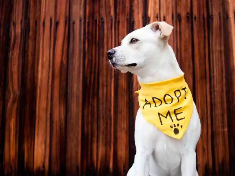 white Dog with adopt me banner