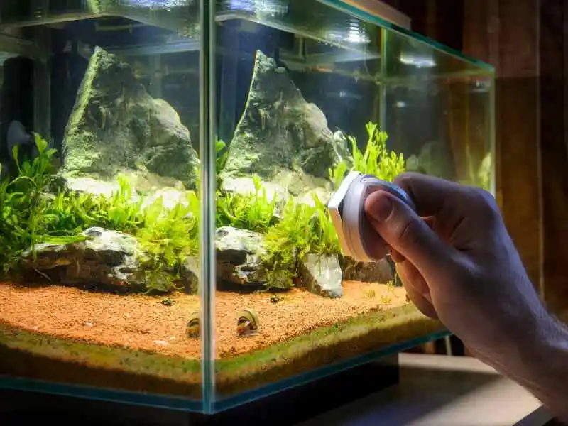 maintaining a fish tank