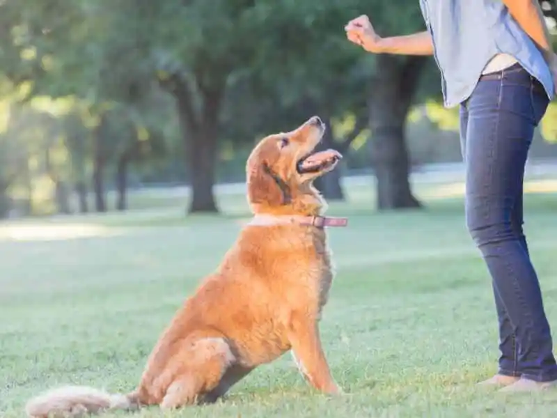 dog owner teaching a dog