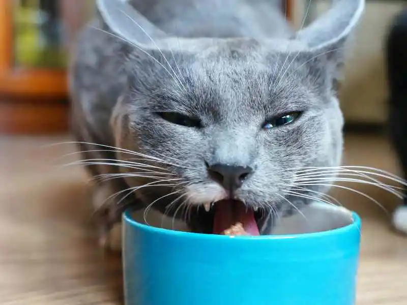 grey cat eating