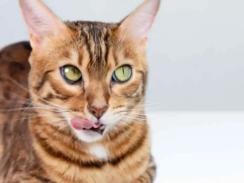 cat licking tongue