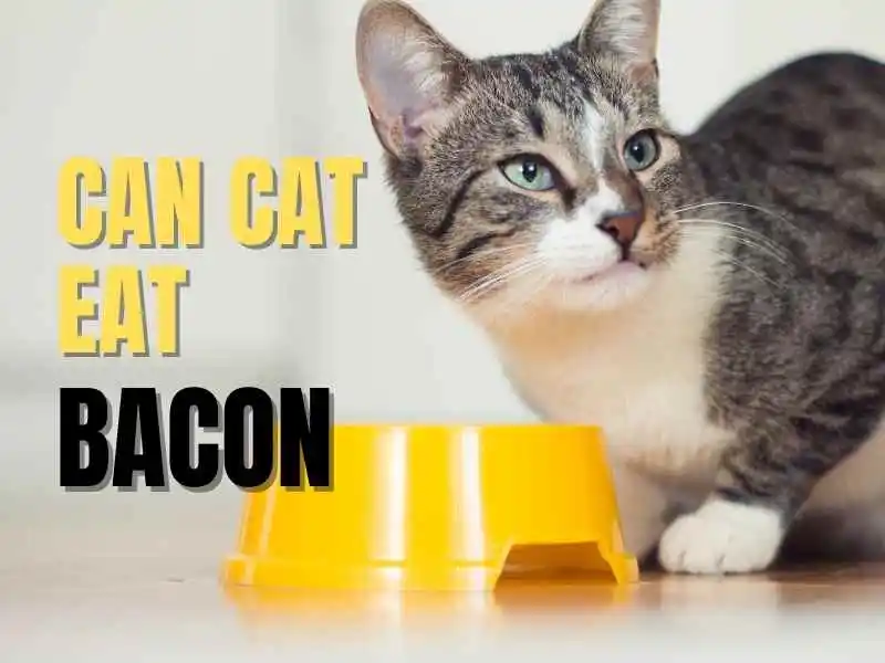 can cat eat bacon?