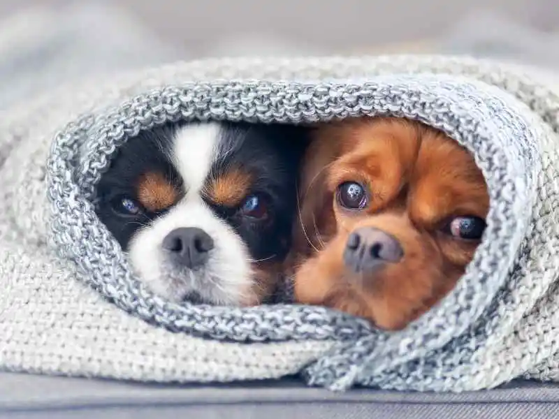 puppies in blanket