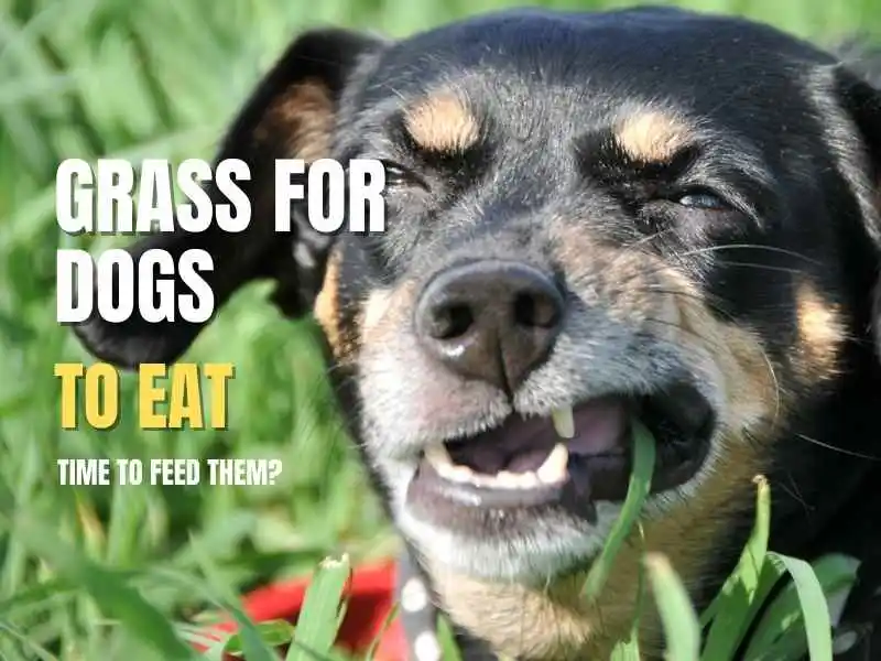 dog eating grass