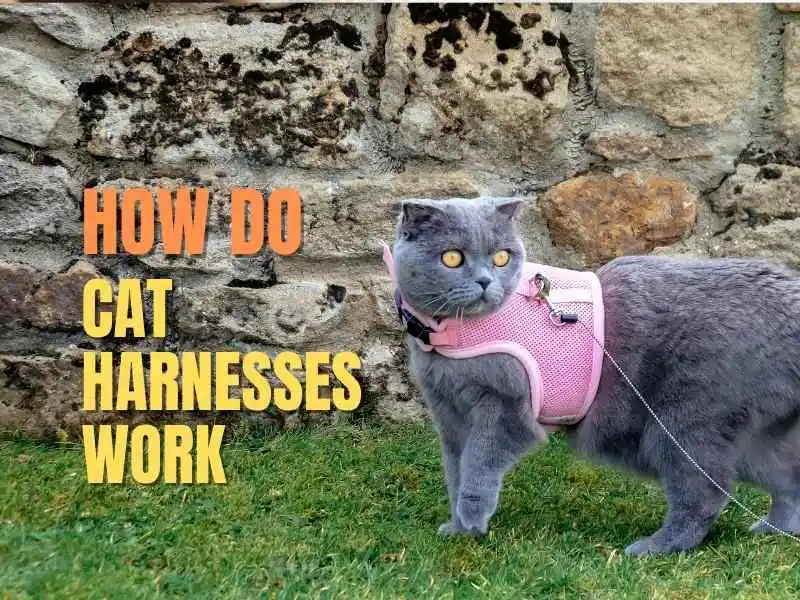 how do cat harness work