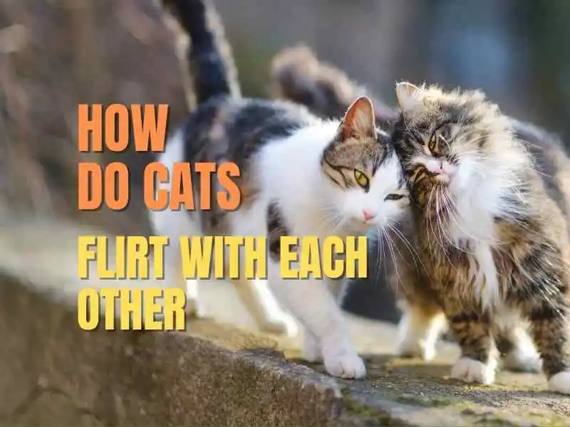 How do cats flirt with each other