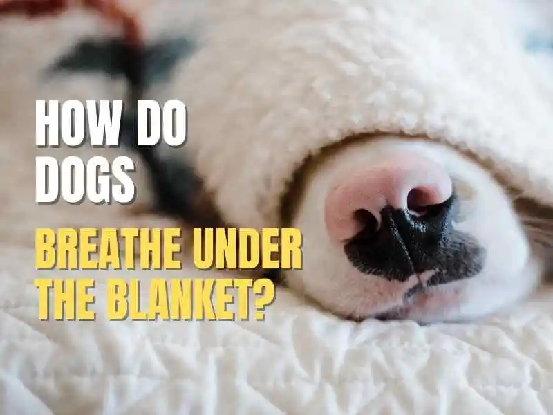 How do dogs breathe under blankets Petyfied