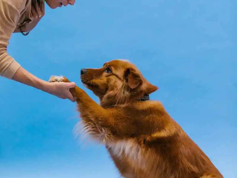 woman holding a dog paw