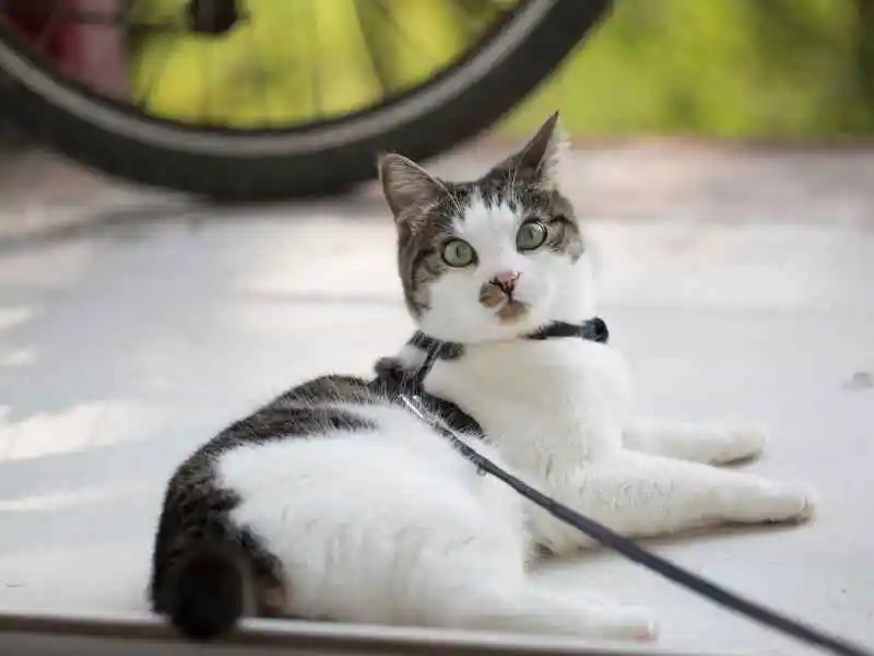 black and white cat with a harness