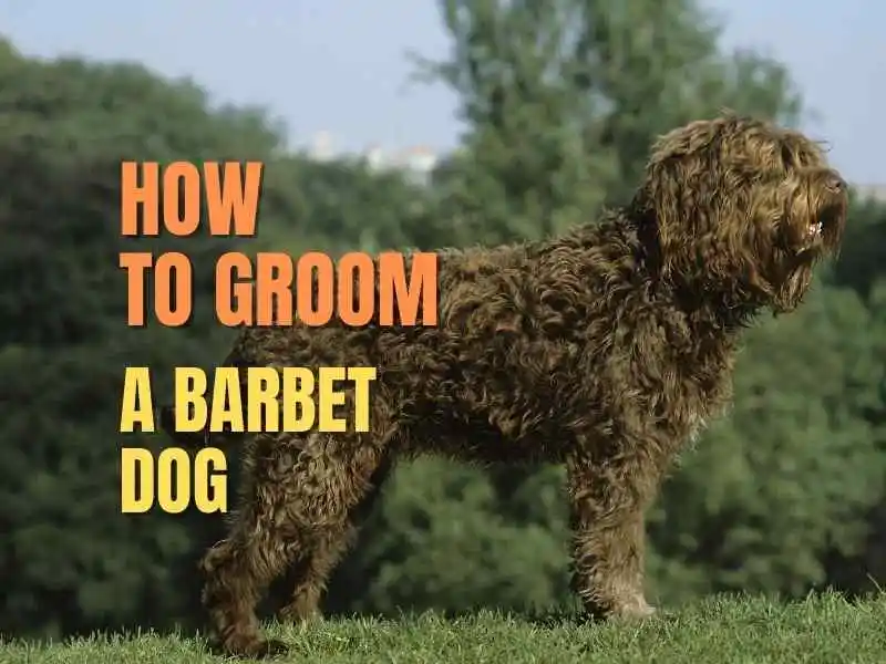 how to groom a barbet dog