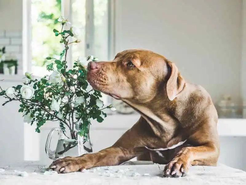 dog smelling clean