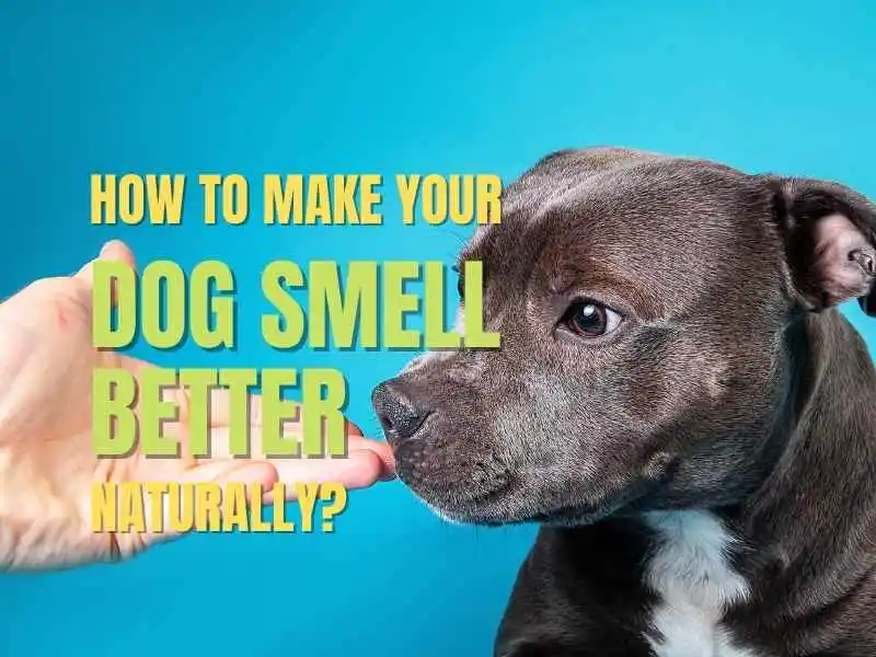 better smelling dog