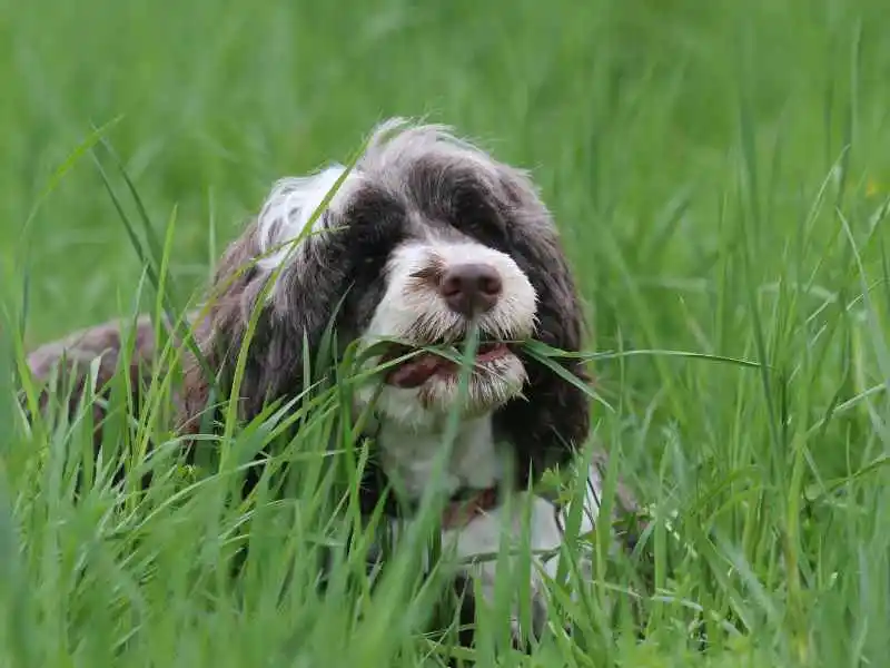 dog eating yard grass