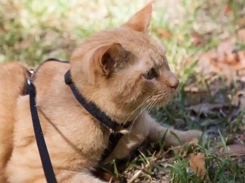 brown cat with black harness