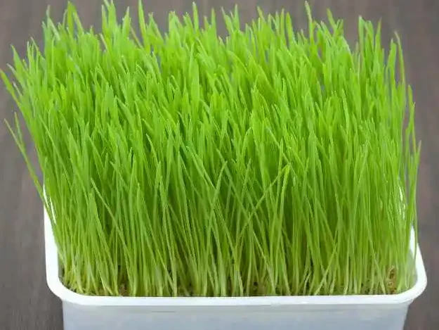 pet grass for dogs