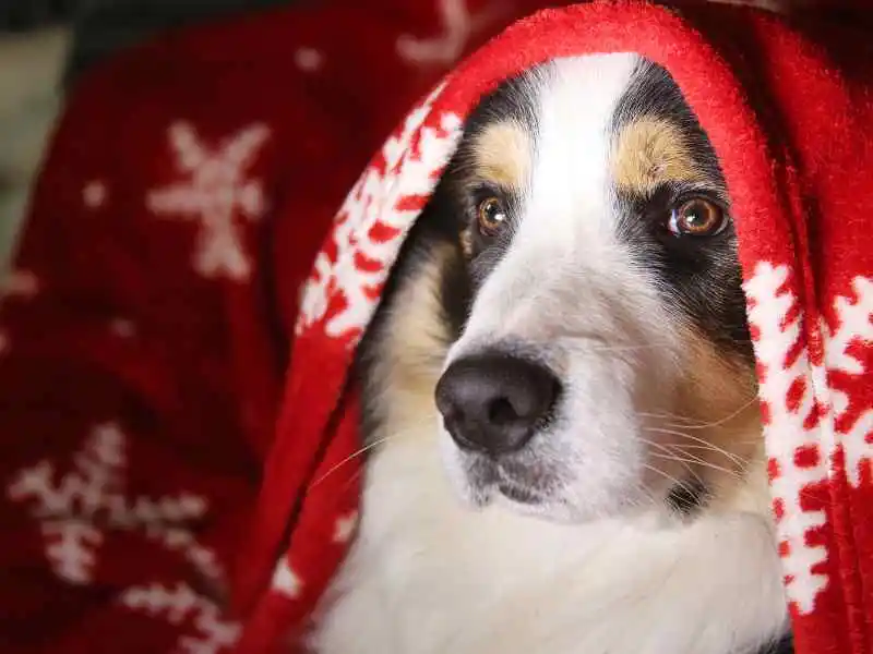 dog under red blanket