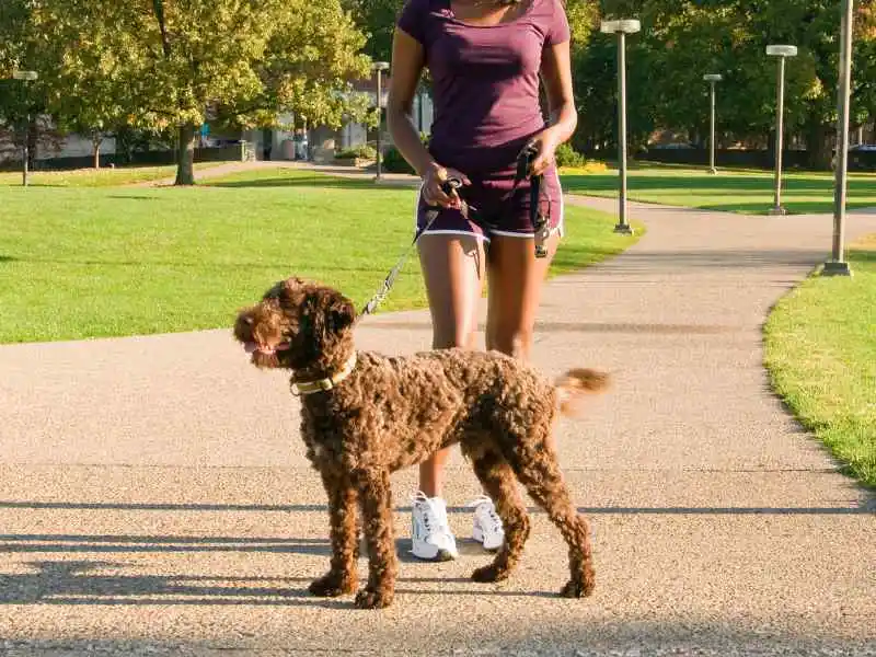 pet barbet dog