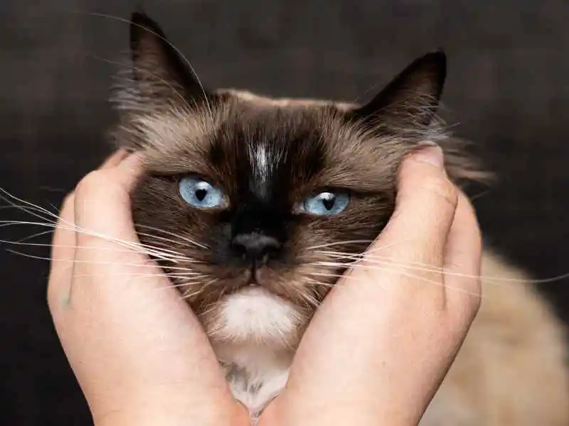 cats face in girls hands