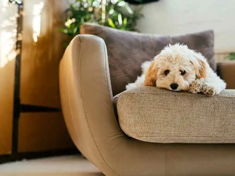 dog resting on acouch