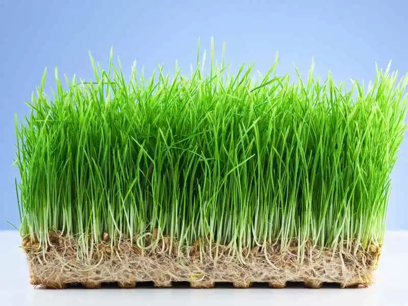 wheatgrass for dogs