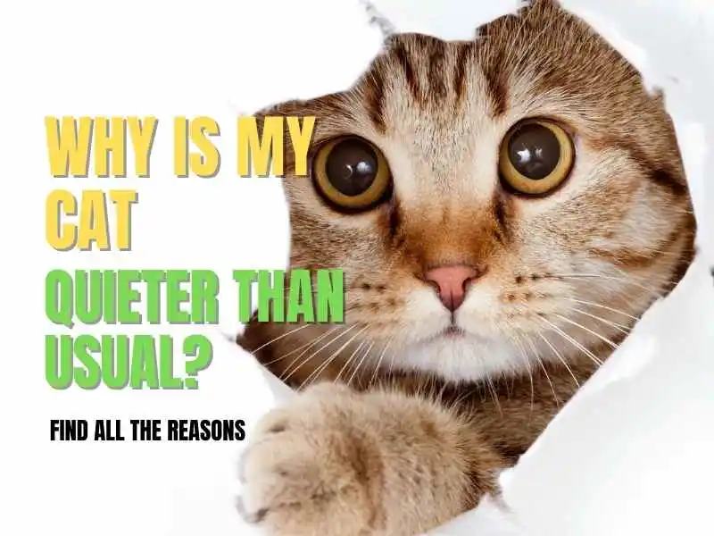 Why is my cat quieter than usual? Know Every Reason Petyfied