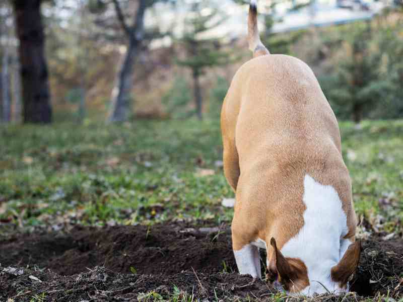 Dog Digging - How Dogs Cry for Help