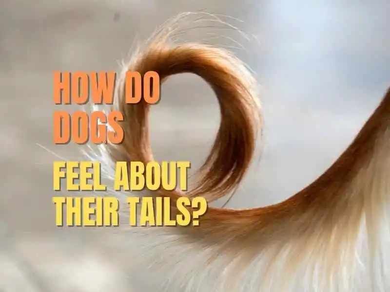 dogs feel about their tails