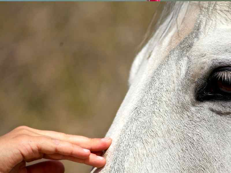 petting a horse