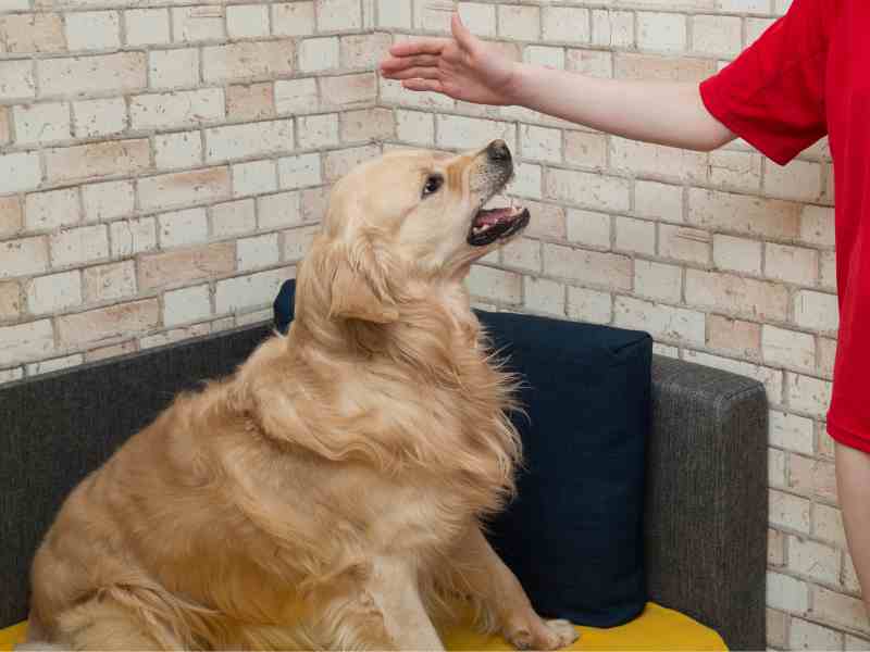 Aggressive Dog: Signs of Cry for Help