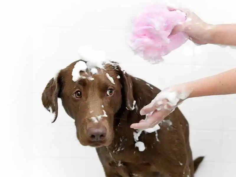 Brown dog using the right shampoo to avoid scratching after bath