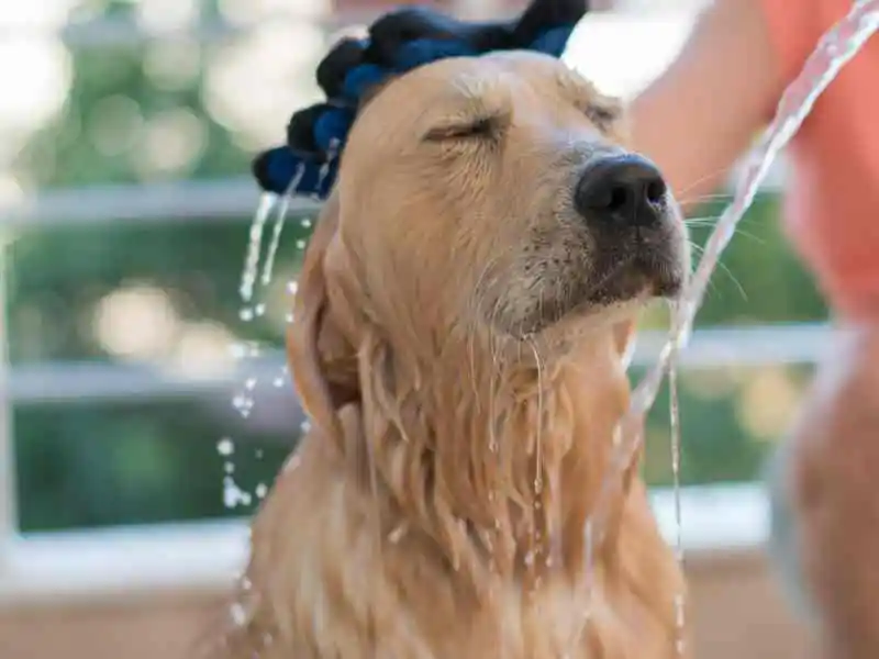 bathing a dog