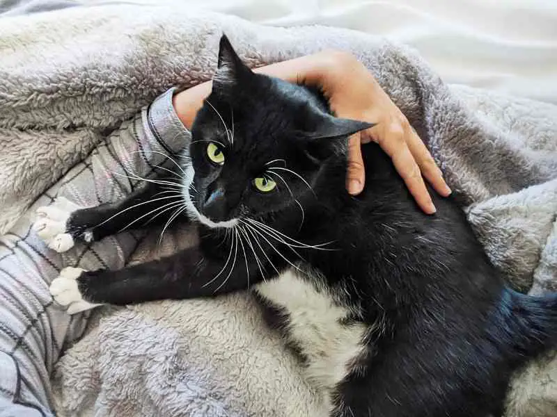 black cuddling cat