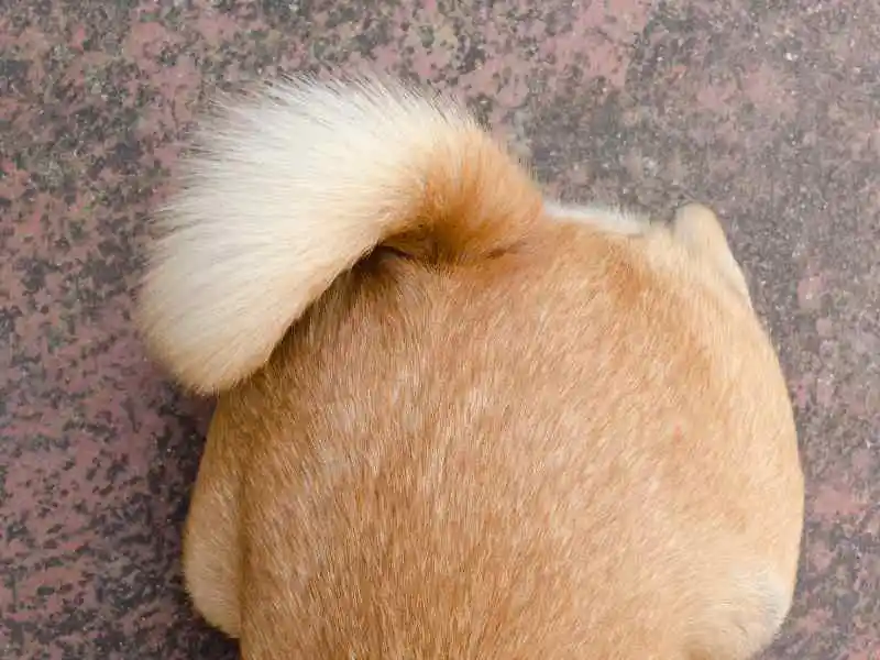 brown dog tail