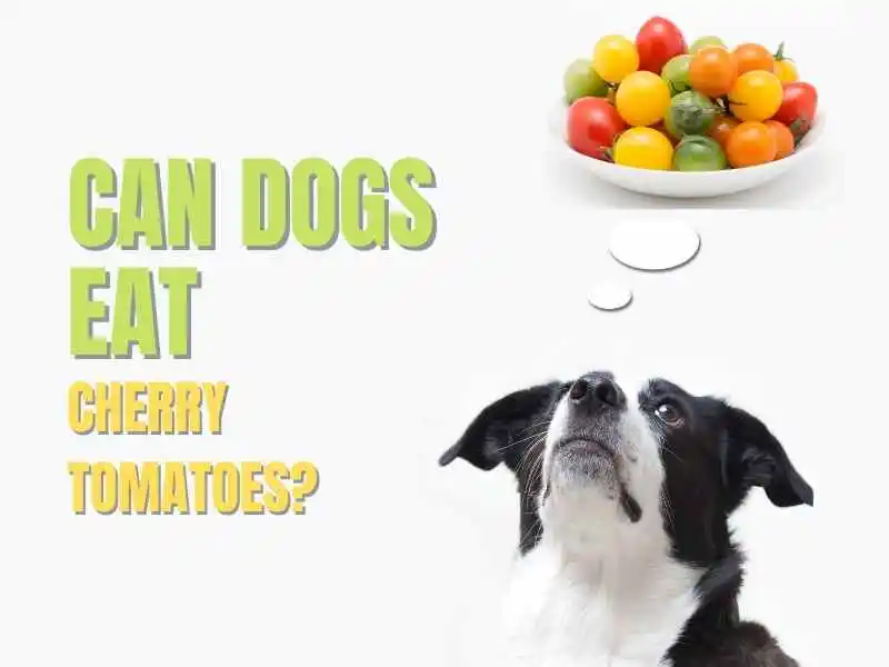 Can Dogs Eat Cherry Tomatoes? Here is How to Serve them Petyfied