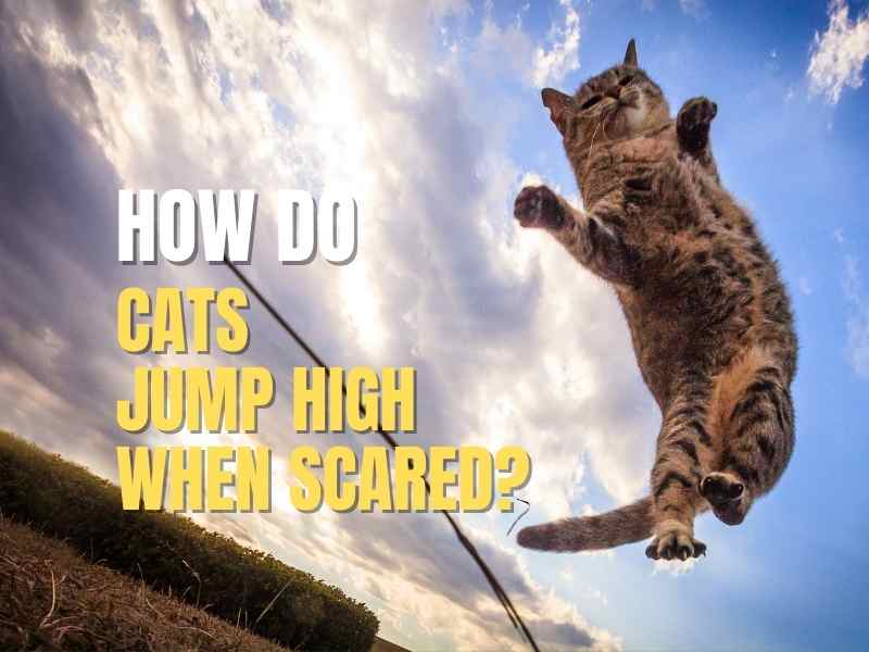 cat jumping high