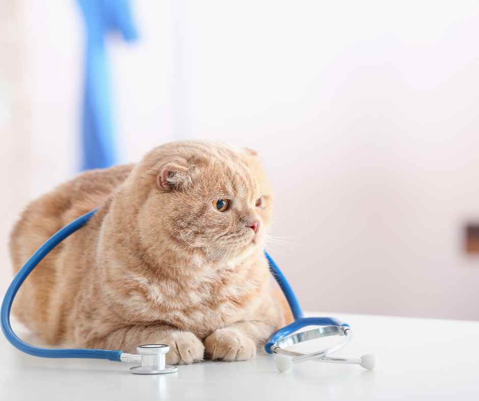 cat with a stethoscope