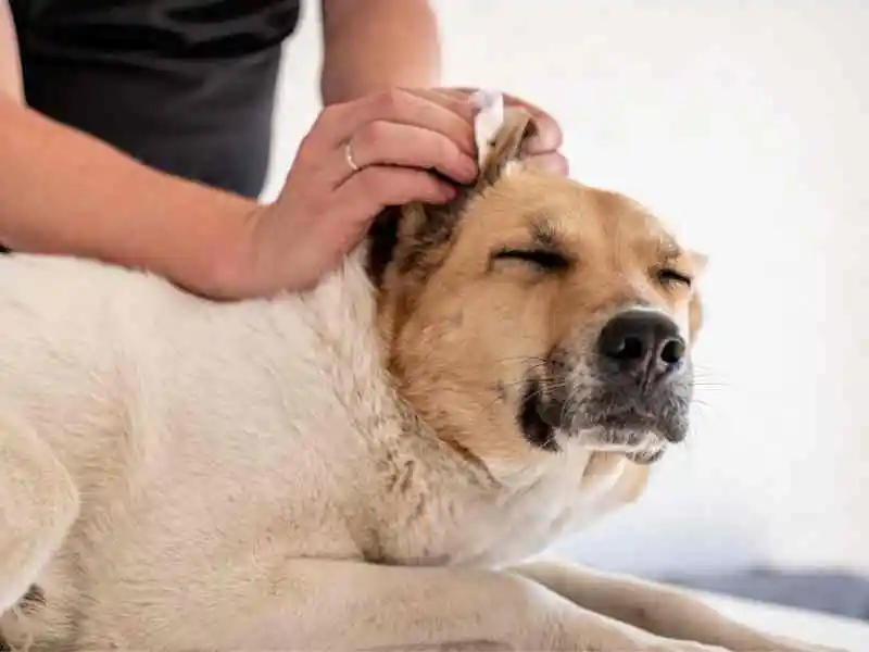 cleaning dogs ear