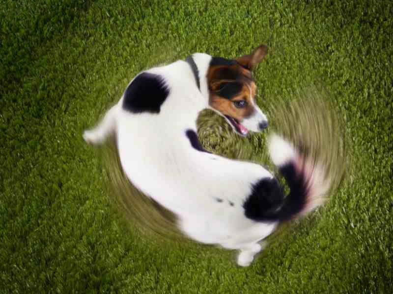 dog chasing its tail