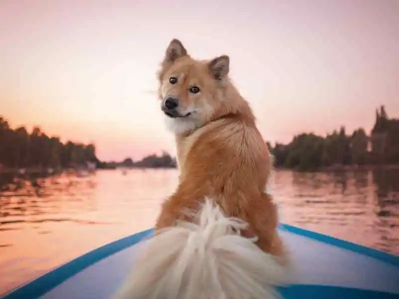 dog on a boat