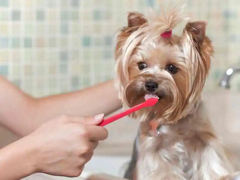 dog teeth brushing