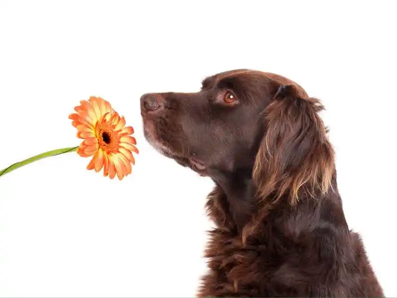 dog smelling flower