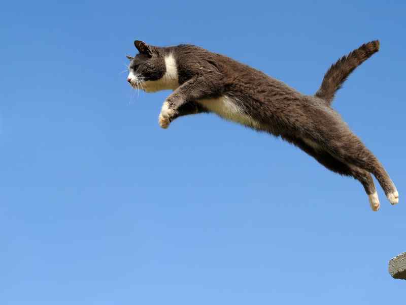 jumping cat