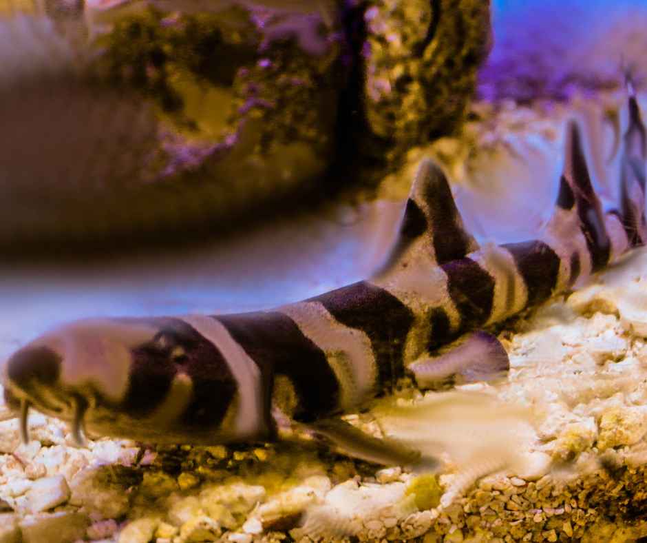 What Size Tank Does a Bamboo Shark Need